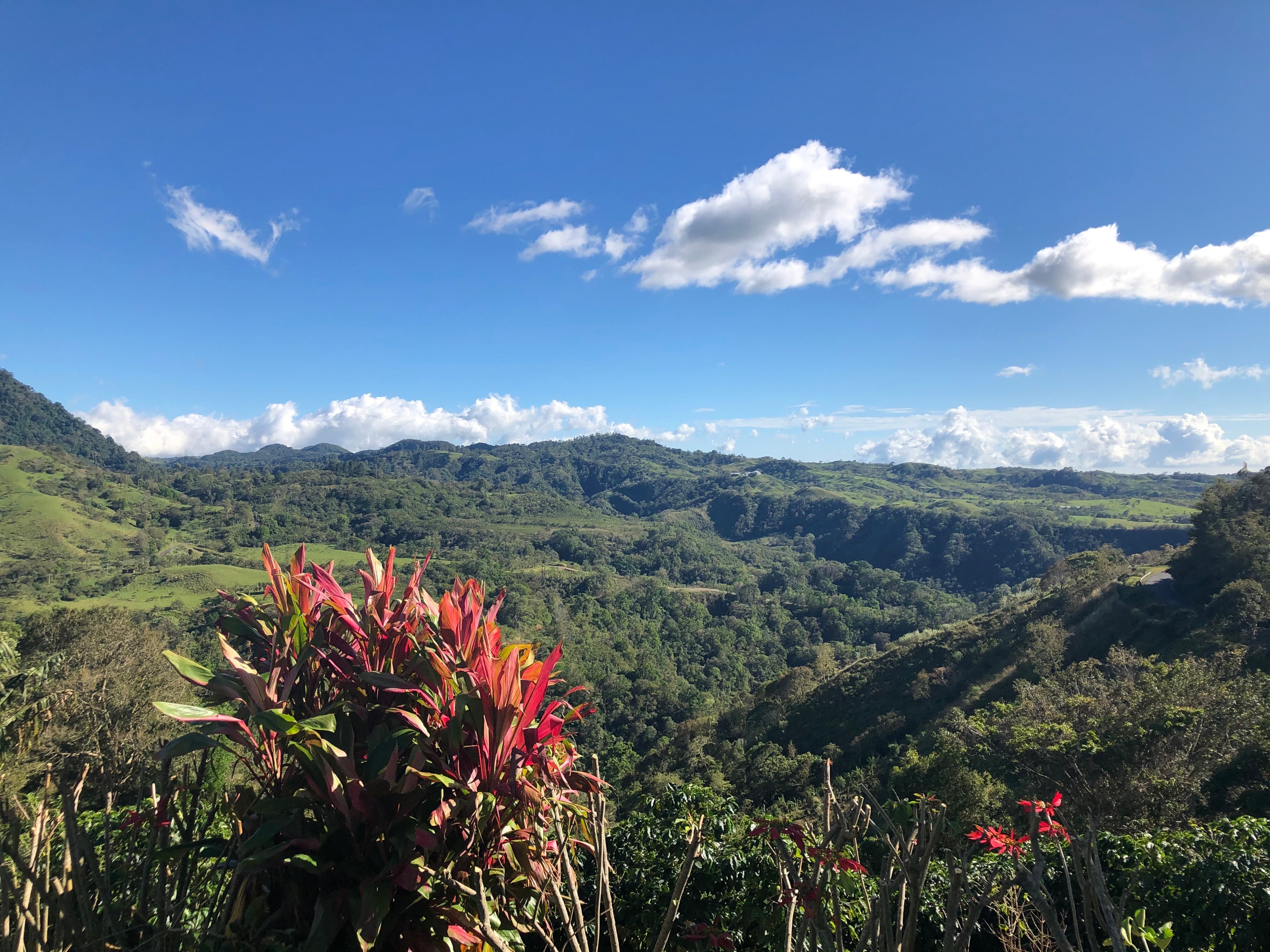Finca Los Cenizos: How we discovered their award-winning geisha in Panama