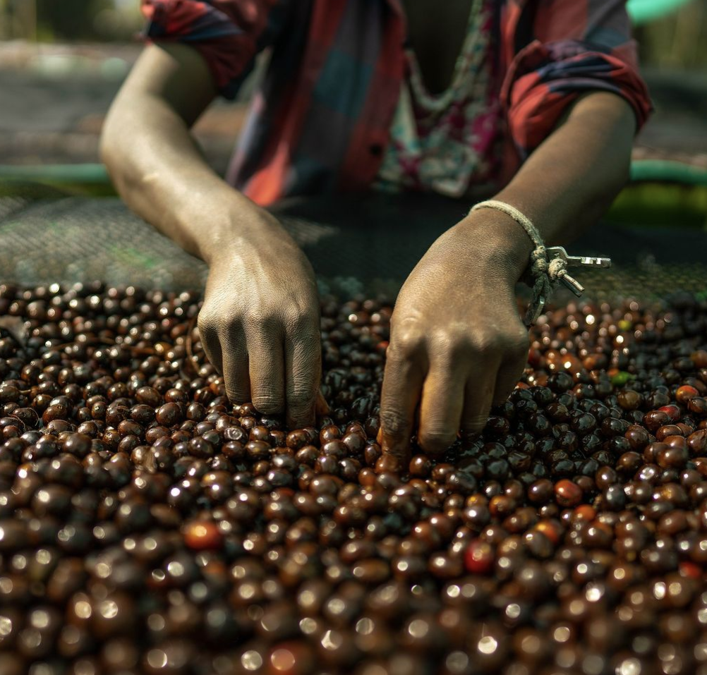 TREASURE OF HAMASHO ANAEROBIC: Ethiopia Anaerobic Natural