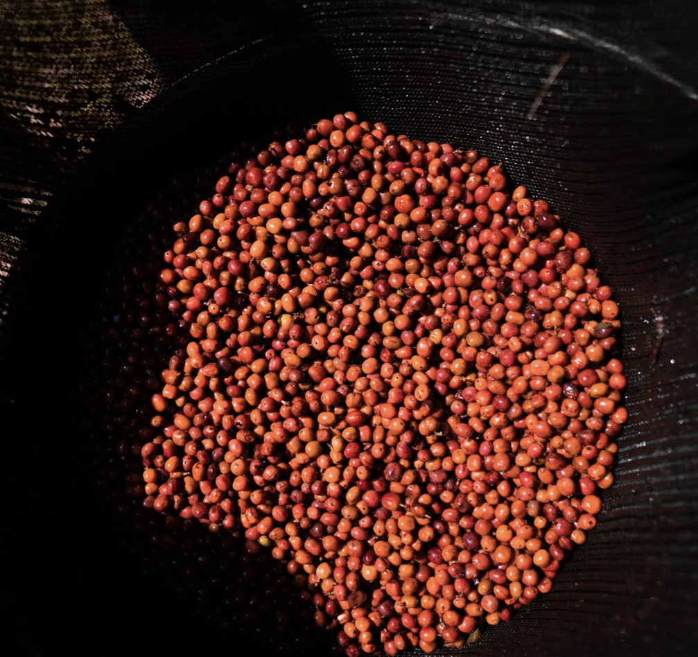 TREASURE OF HAMASHO ANAEROBIC: Ethiopia Anaerobic Natural