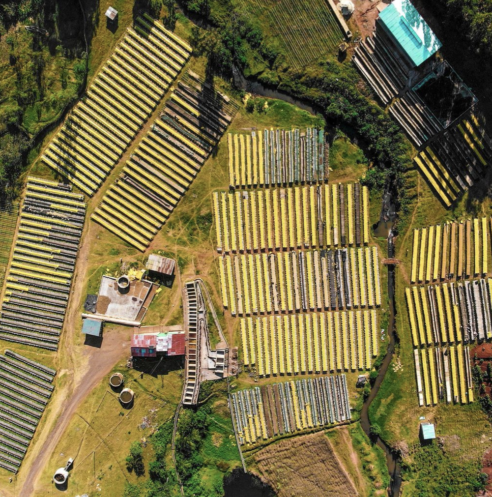 TREASURE OF HAMASHO ANAEROBIC: Ethiopia Anaerobic Natural