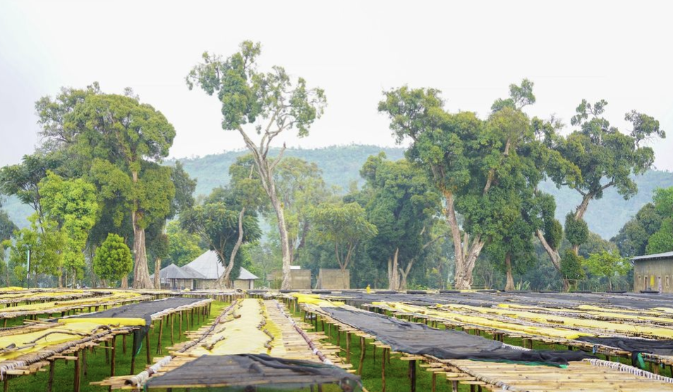 TREASURE OF HAMASHO ANAEROBIC: Ethiopia Anaerobic Natural