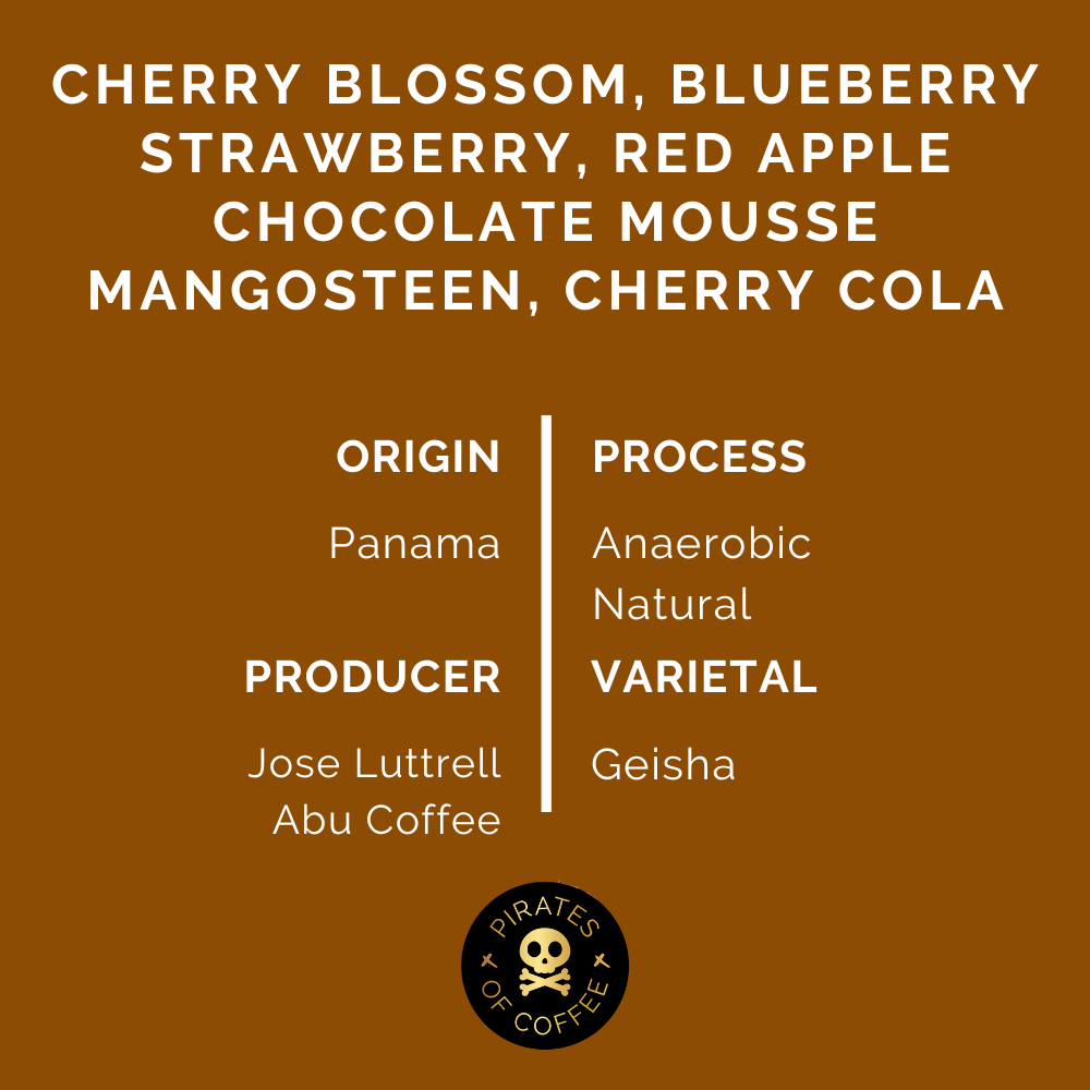 ABU GN-1847 GEISHA: Panama Anaerobic Natural