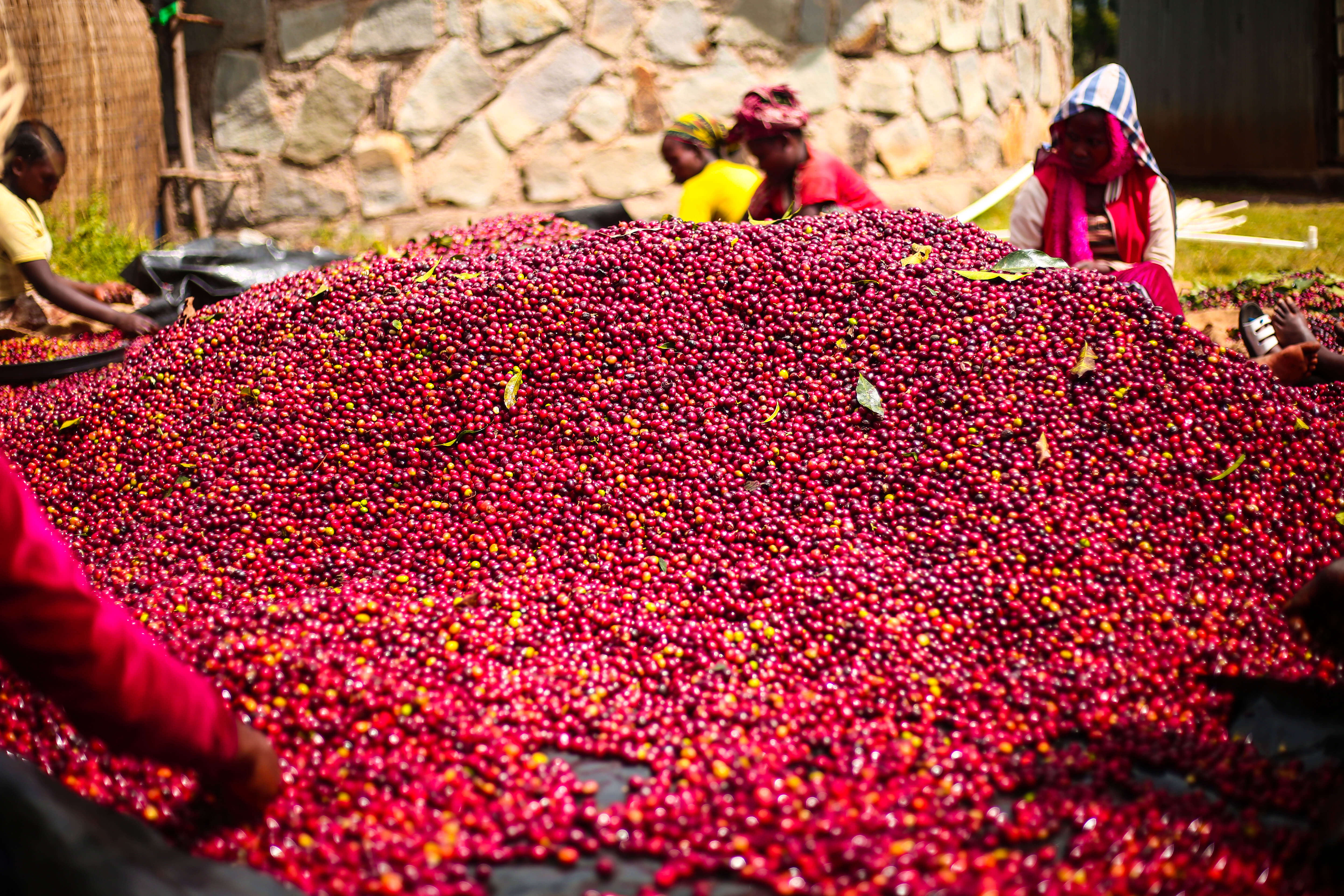 SHANTAWENE ANAEROBIC ESPRESSO: Ethiopia Anaerobic Natural