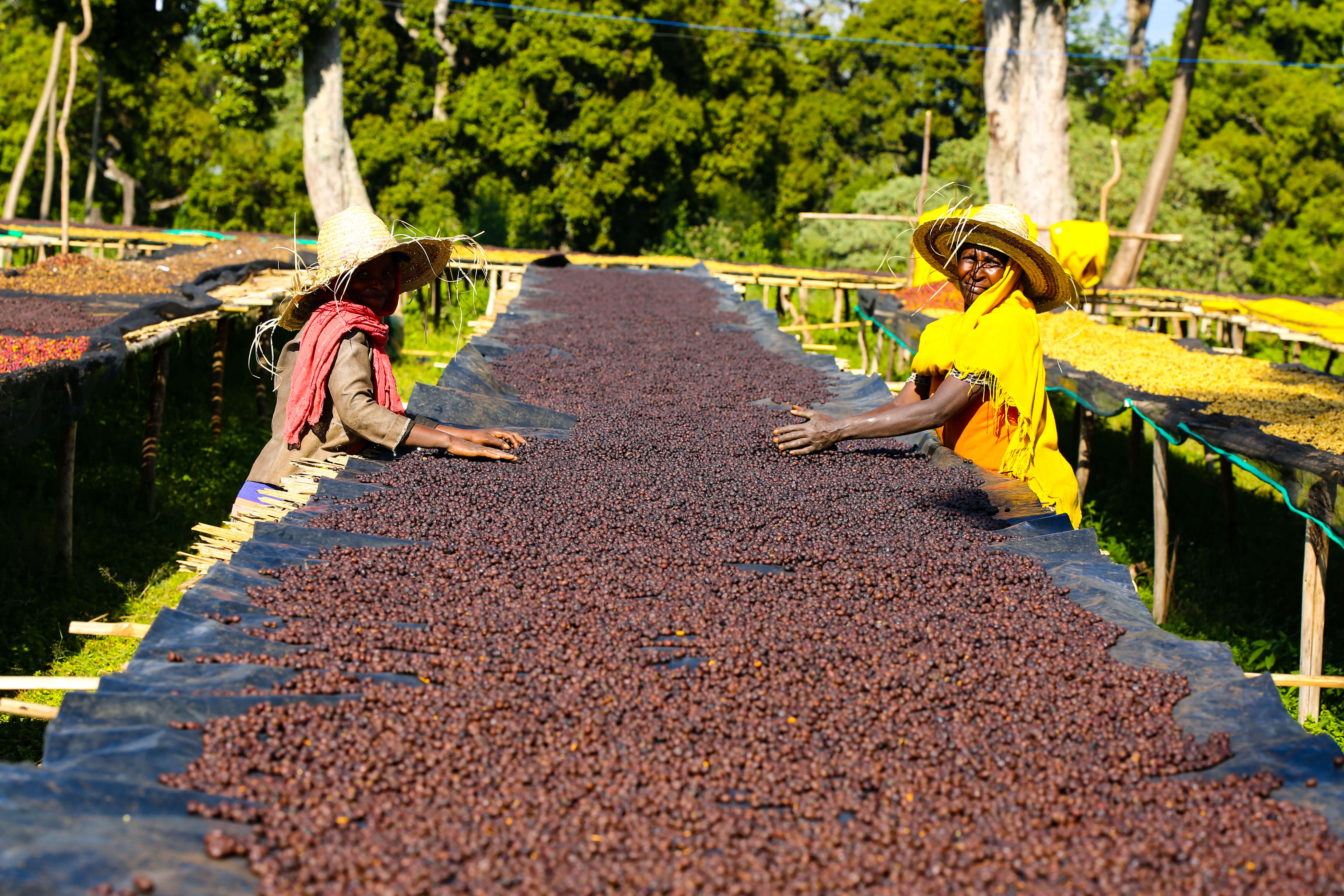 RUMUDAMO: Ethiopia Anaerobic Washed