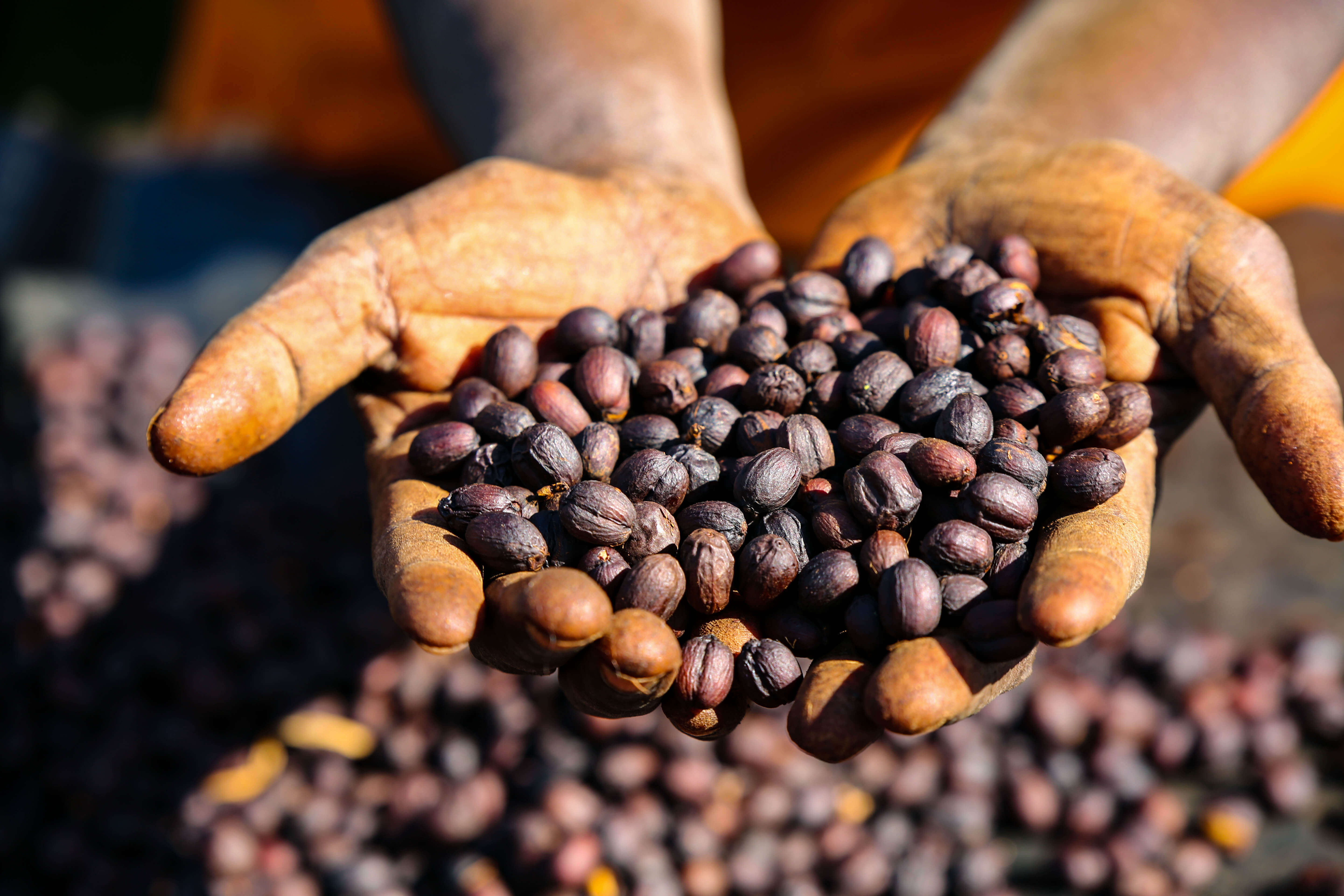 RUMUDAMO: Ethiopia Anaerobic Washed