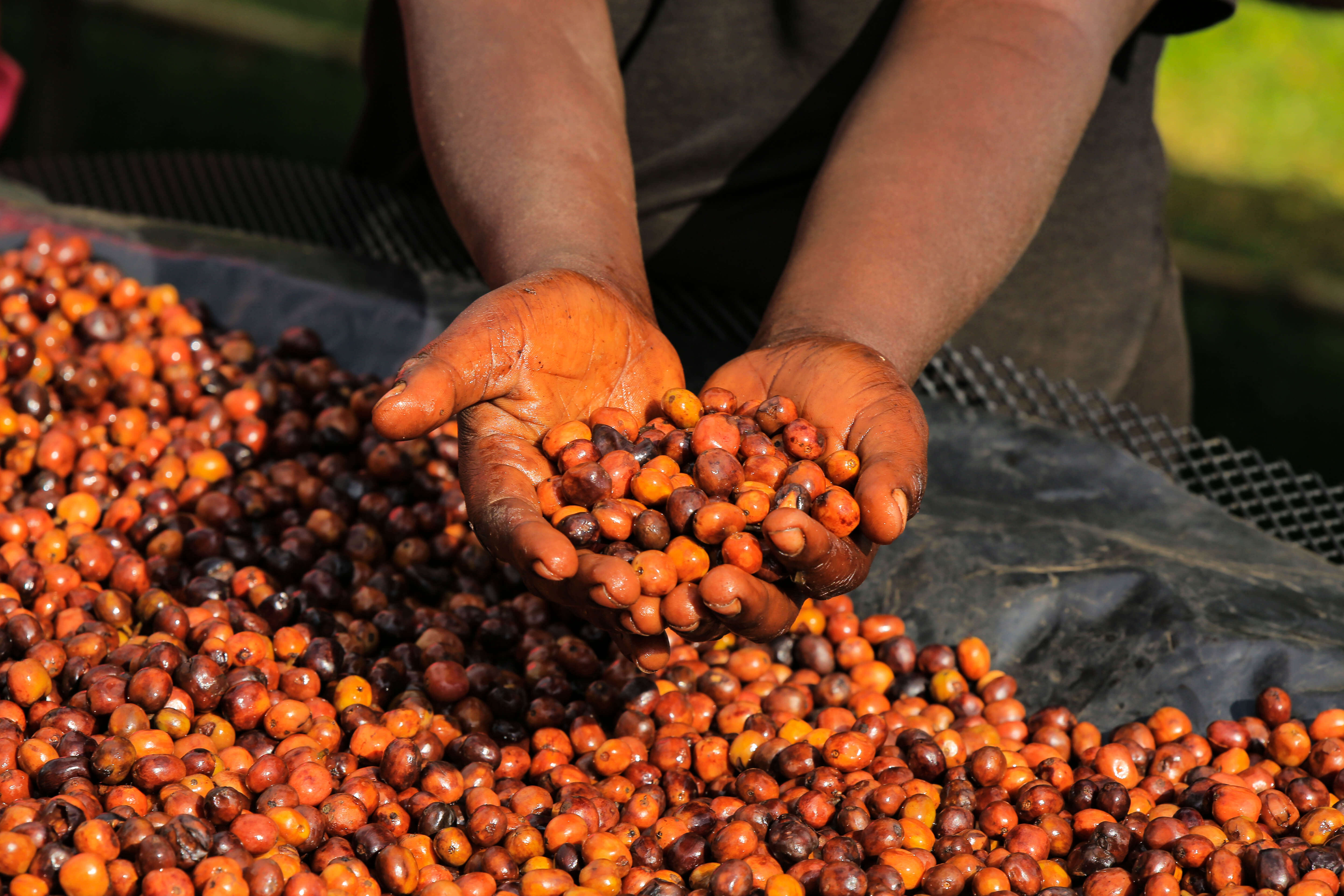 RUMUDAMO: Ethiopia Anaerobic Washed