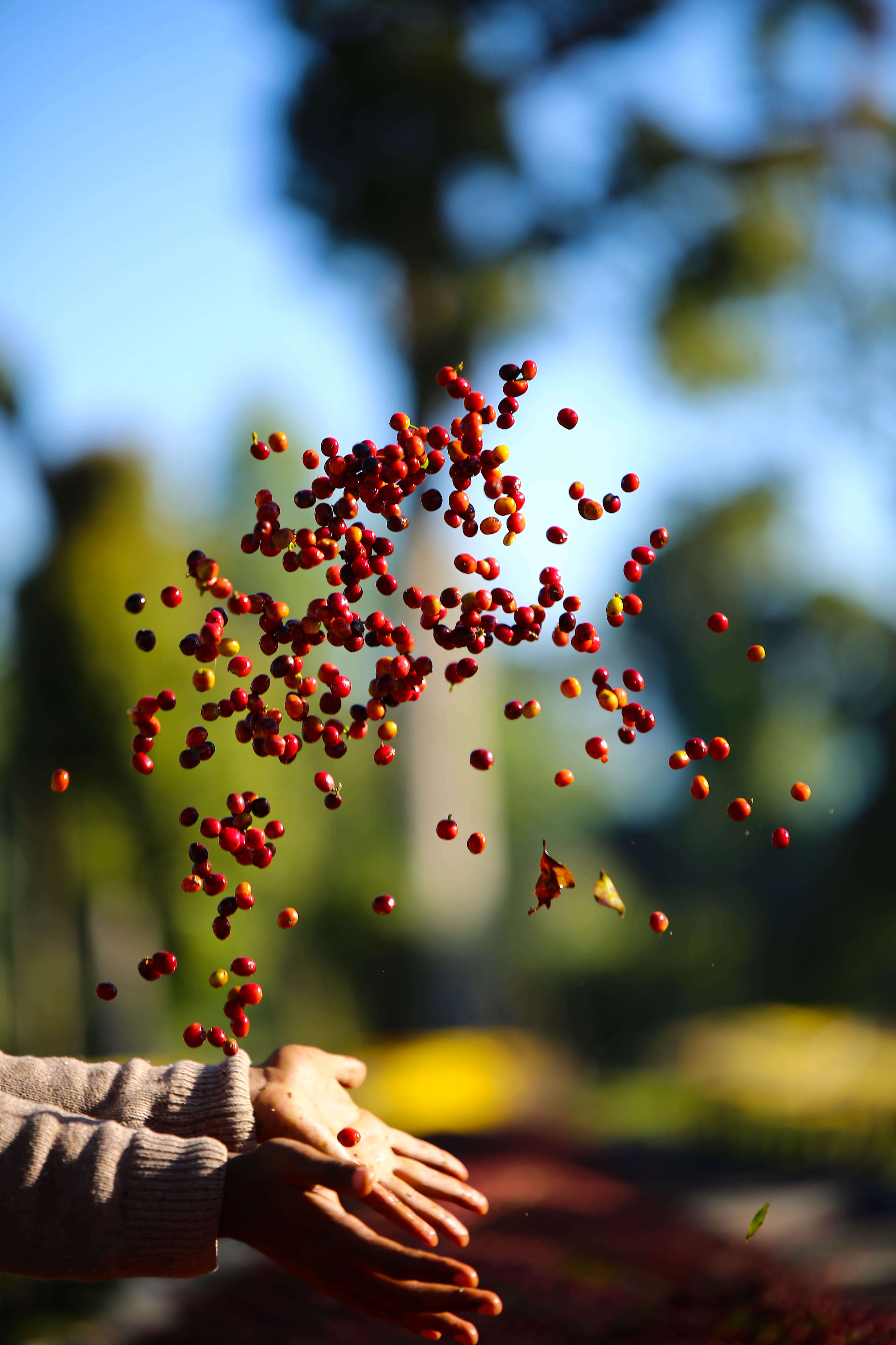 SHANTAWENE ANAEROBIC ESPRESSO: Ethiopia Anaerobic Natural