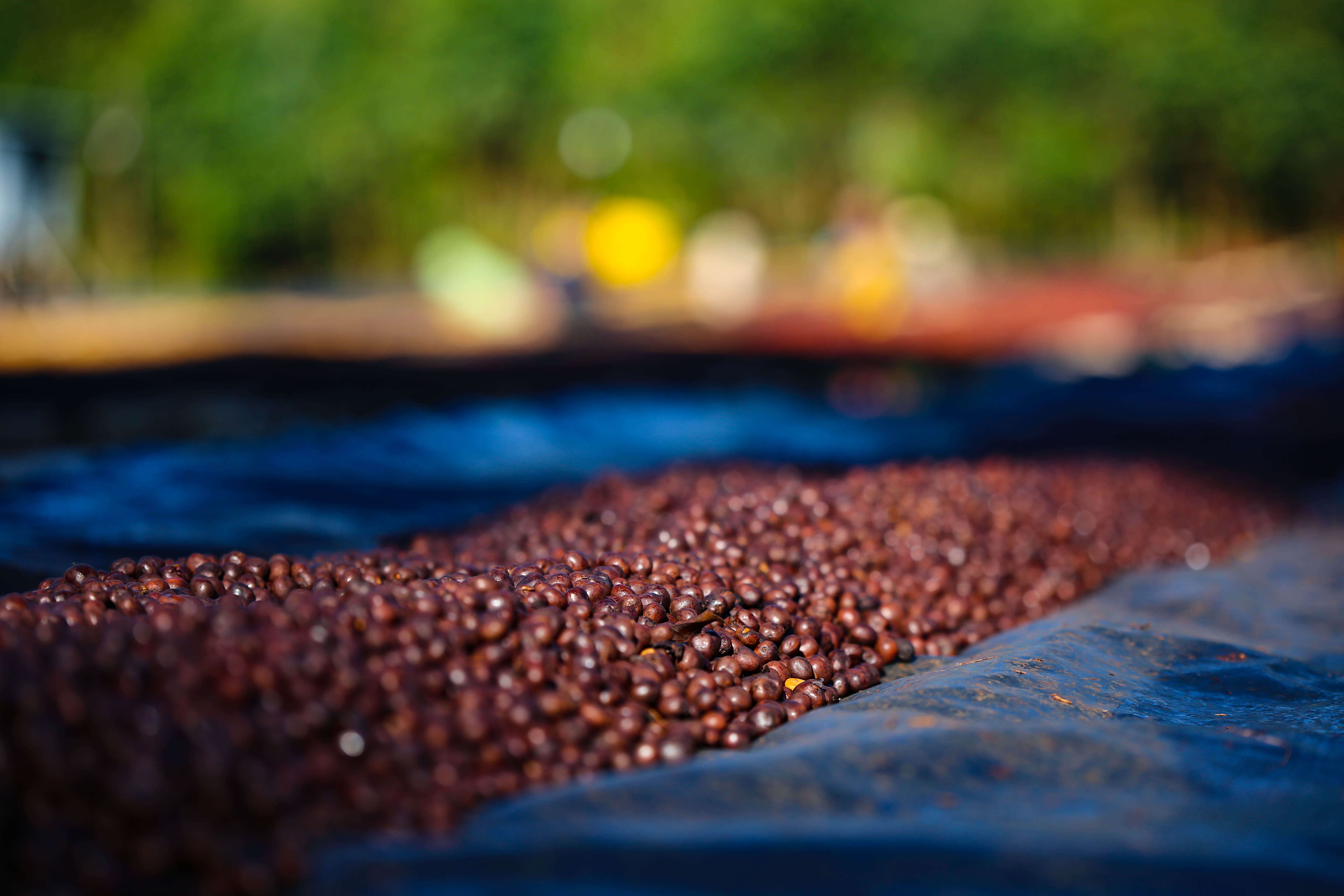 RUMUDAMO: Ethiopia Anaerobic Washed