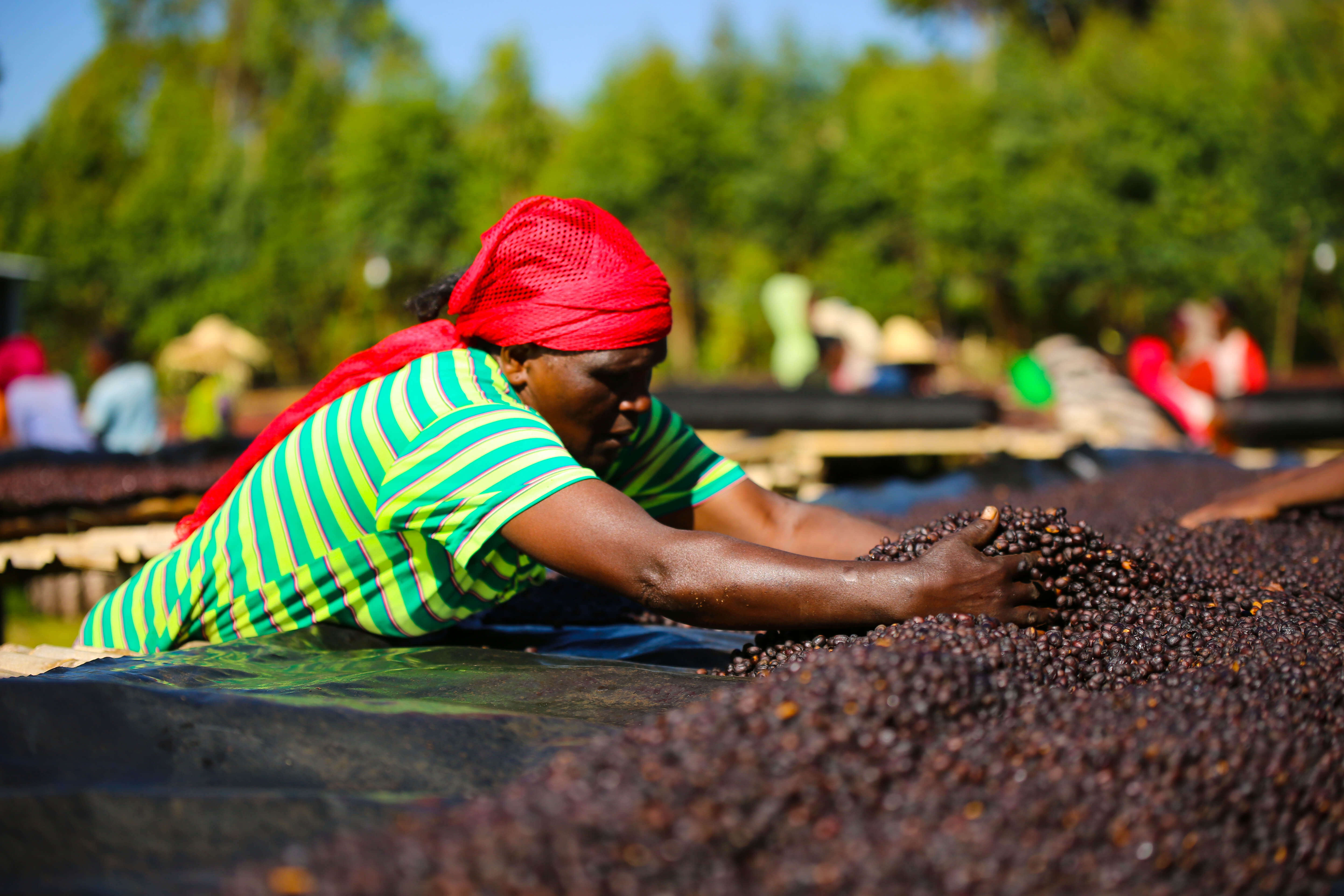 RUMUDAMO: Ethiopia Anaerobic Washed