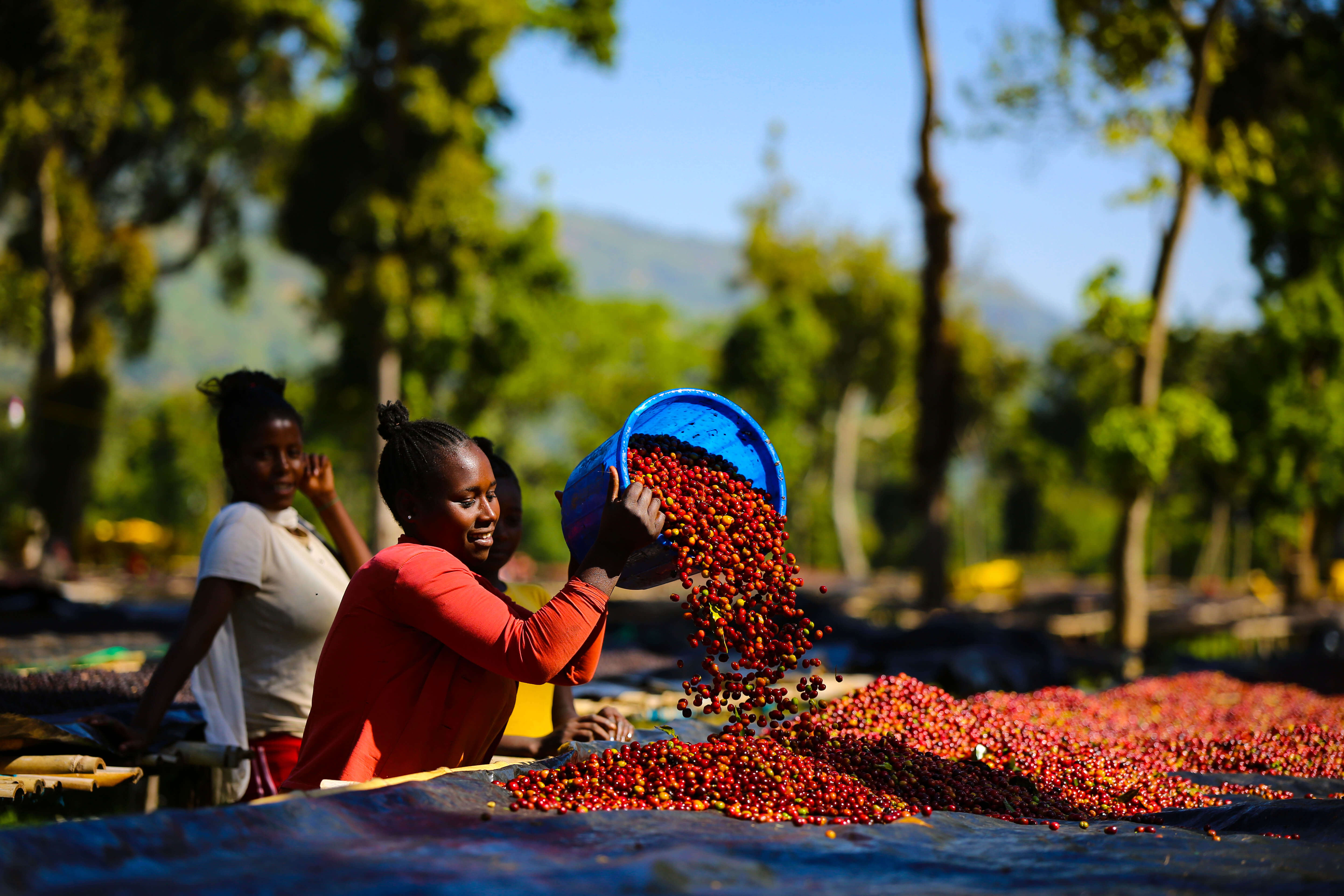 SHANTAWENE ANAEROBIC ESPRESSO: Ethiopia Anaerobic Natural