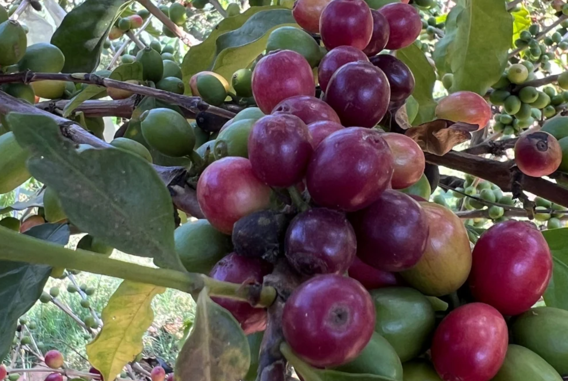 REY REY: Guatemala Anaerobic Bourbon Rey