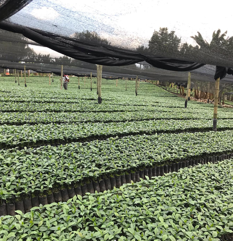 MAGIC POTION ESPRESSO: Colombia Honey Culturing