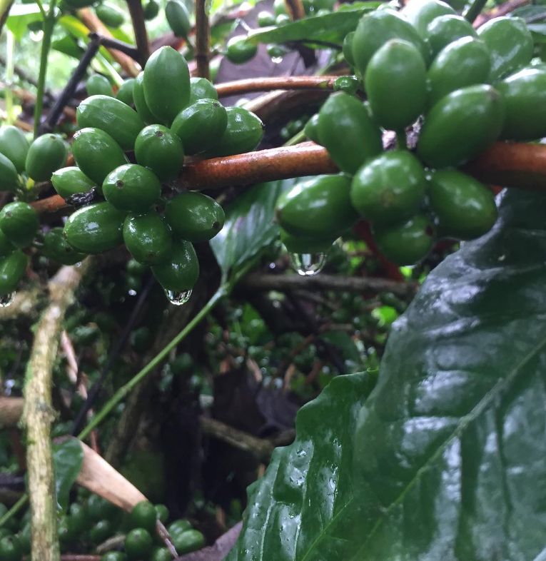 SMOOTHIE ESPRESSO: Colombia Anaerobic Honey