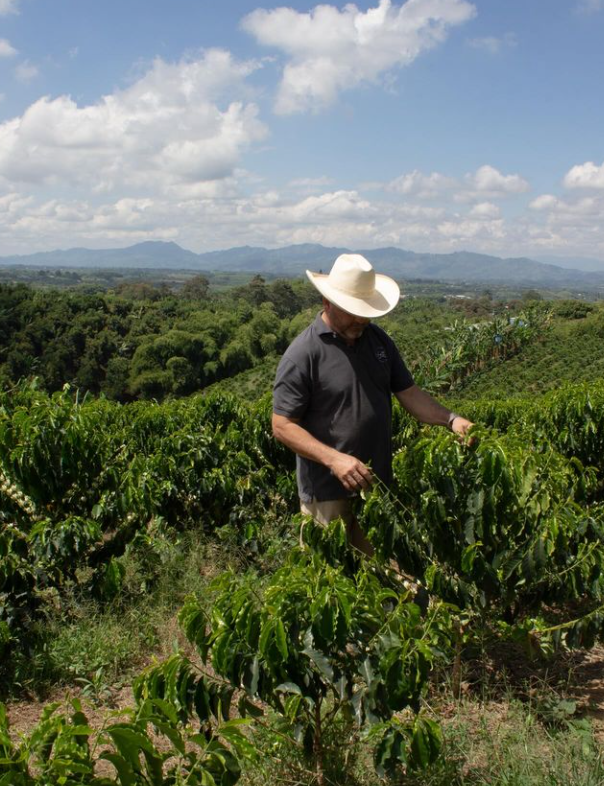 MAGIC POTION: Colombia Honey Culturing