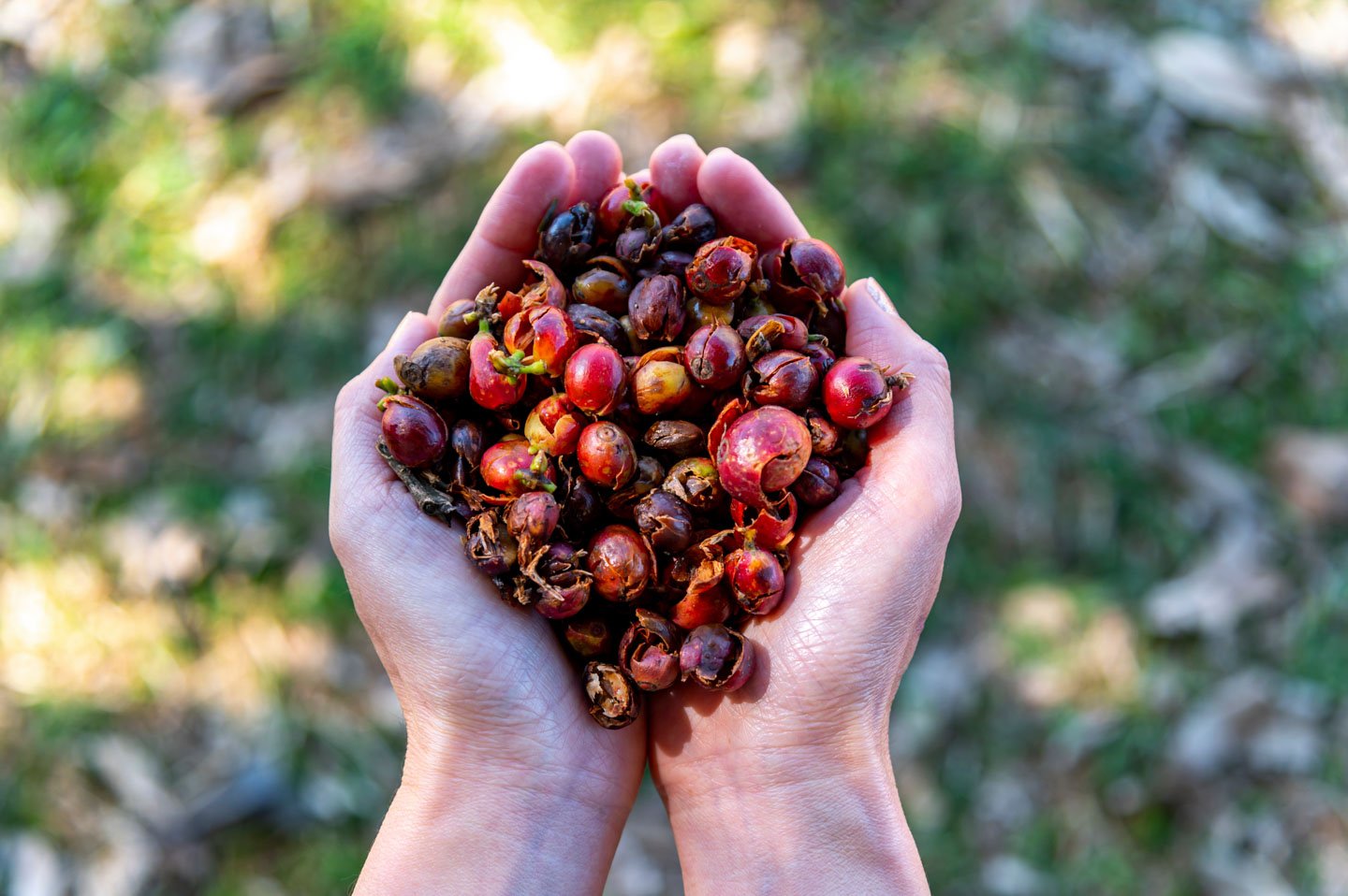 GEISHA CASCARA TEA: Savage Geisha Panama