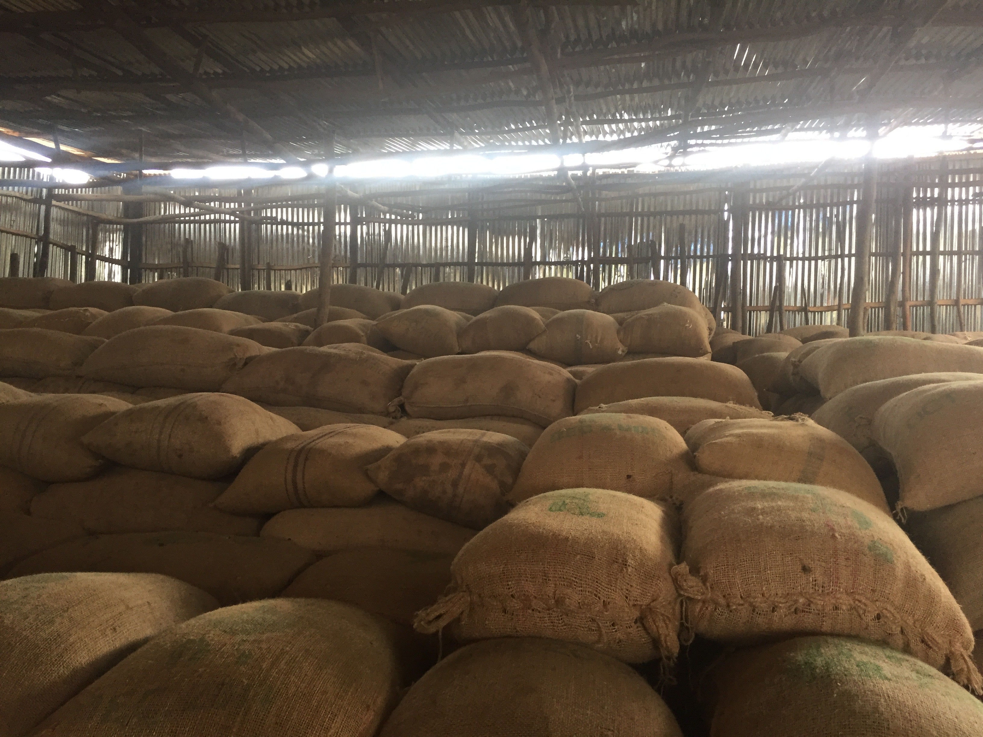 MERLOT: Ethiopia Anaerobic Natural