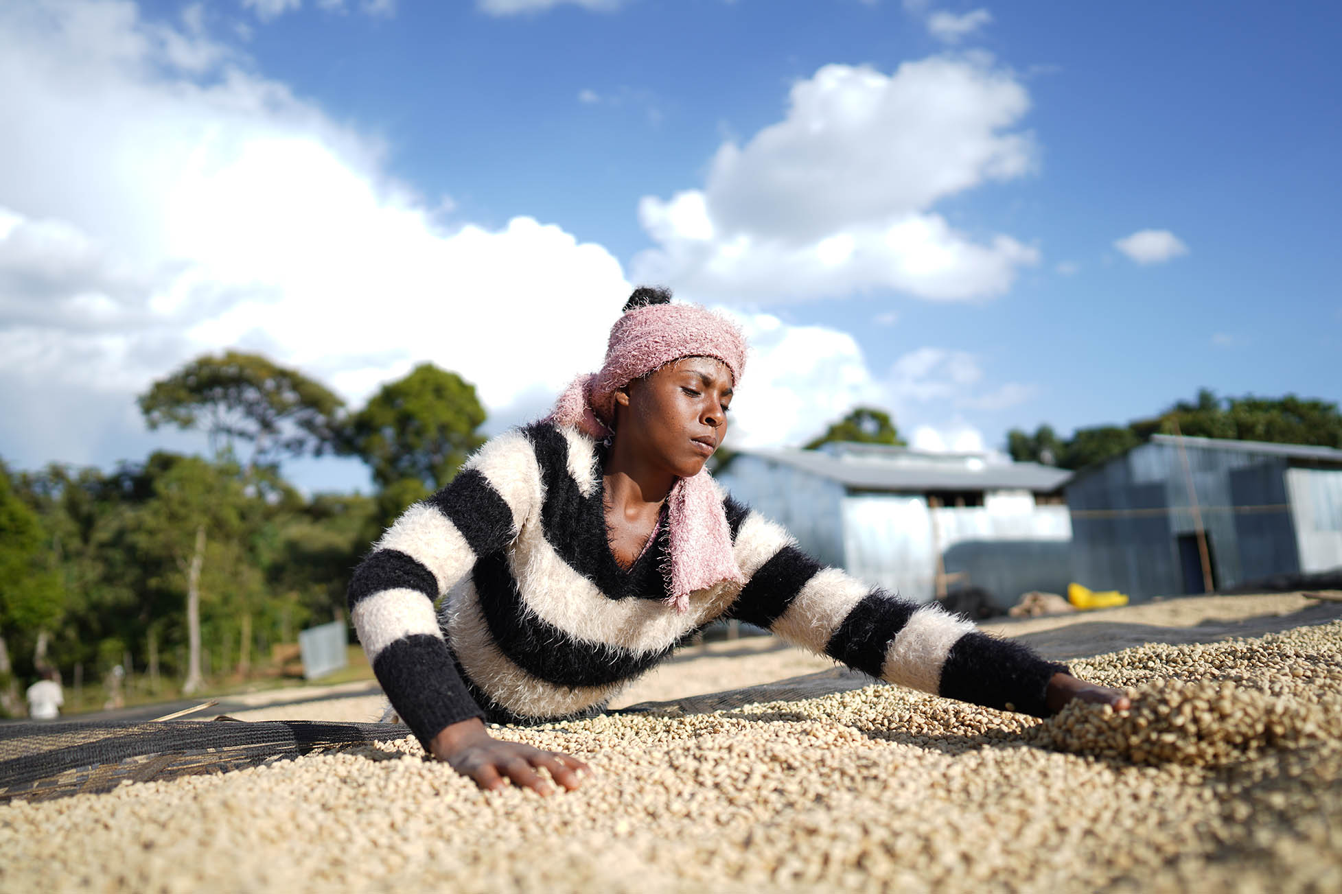 DAYE BENSA 74158: Ethiopia Washed