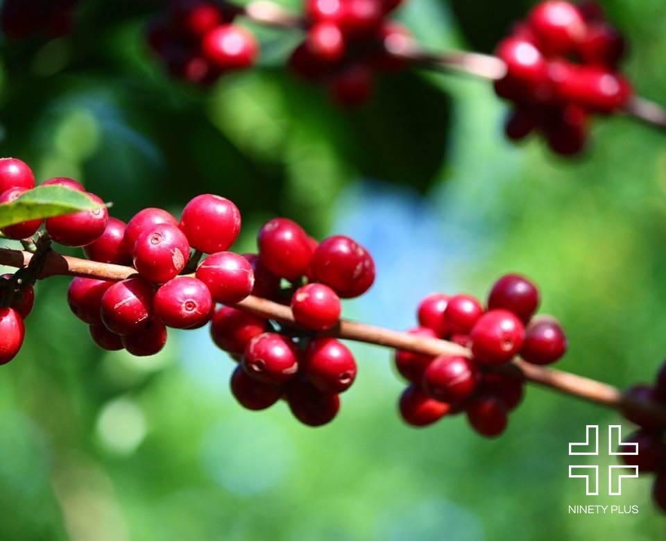 MAROON GEISHA 2.0: Ninety Plus Panama Thermolic