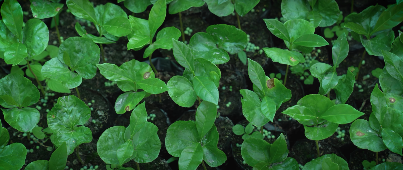 EL AGUA: Peru Amazonas