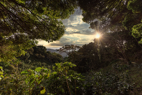 LAMASTUS ELIDA GEISHA: Panama Washed DRD