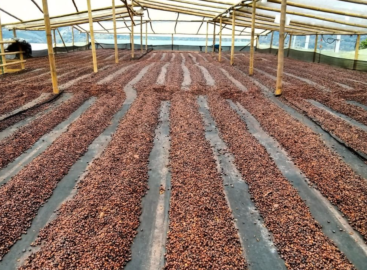 PINA COLADA: Colombia Co-Ferment Washed