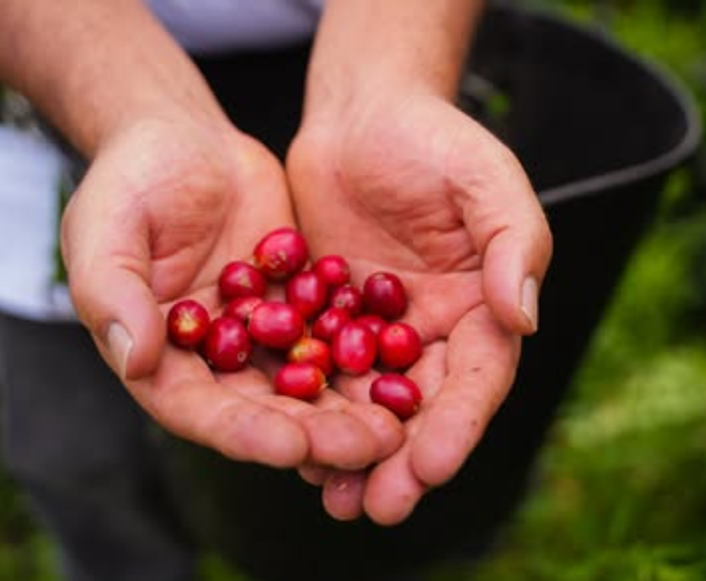 ROCHELLO ESPRESSO: Colombia Huila Washed