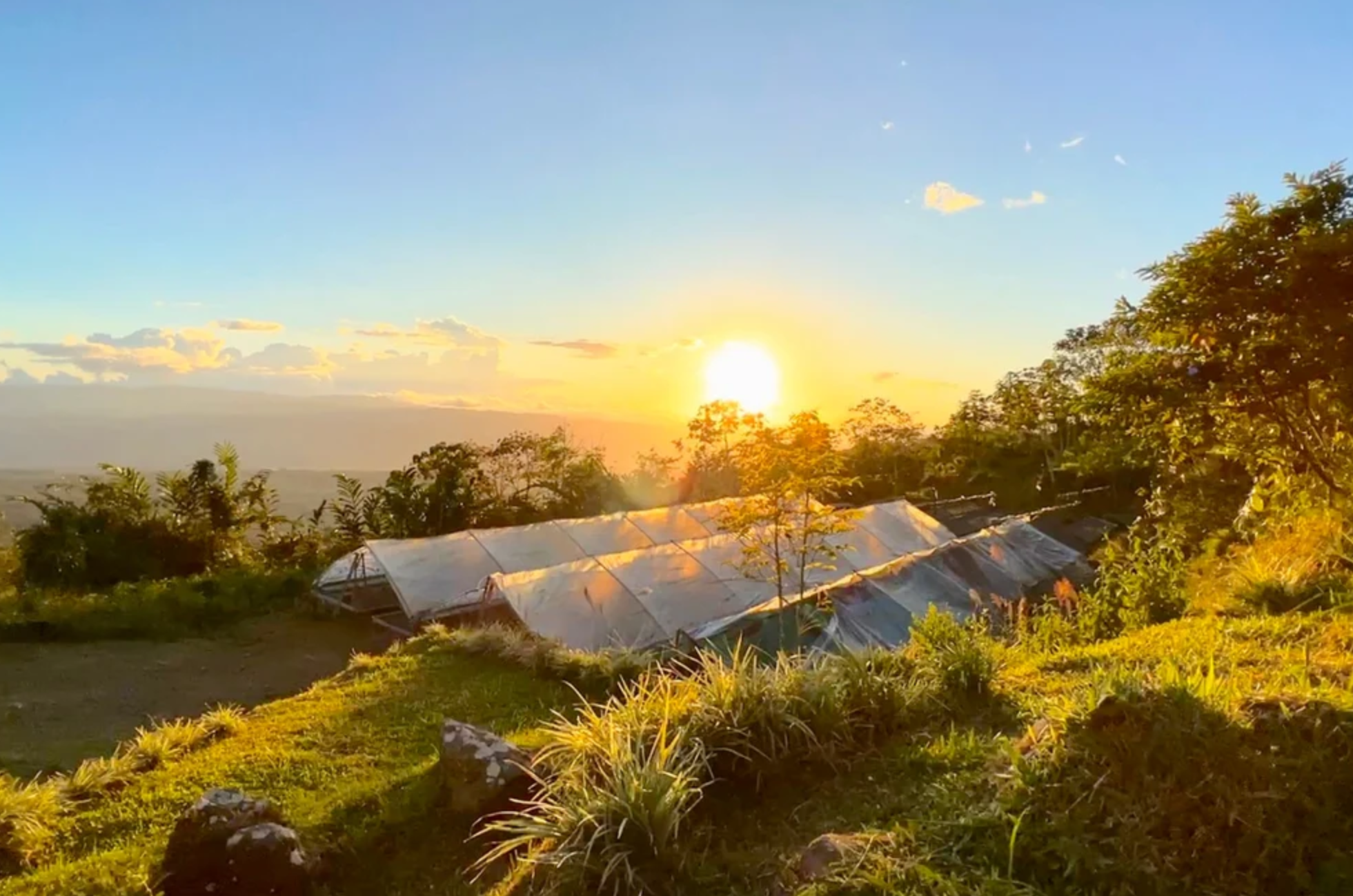 REY REY: Guatemala Anaerobic Bourbon Rey