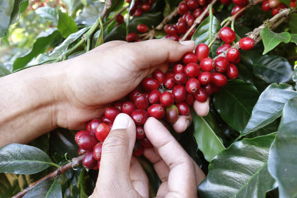 TREASURE OF INDONESIA: Sumatra Gayo Anaerobic Natural