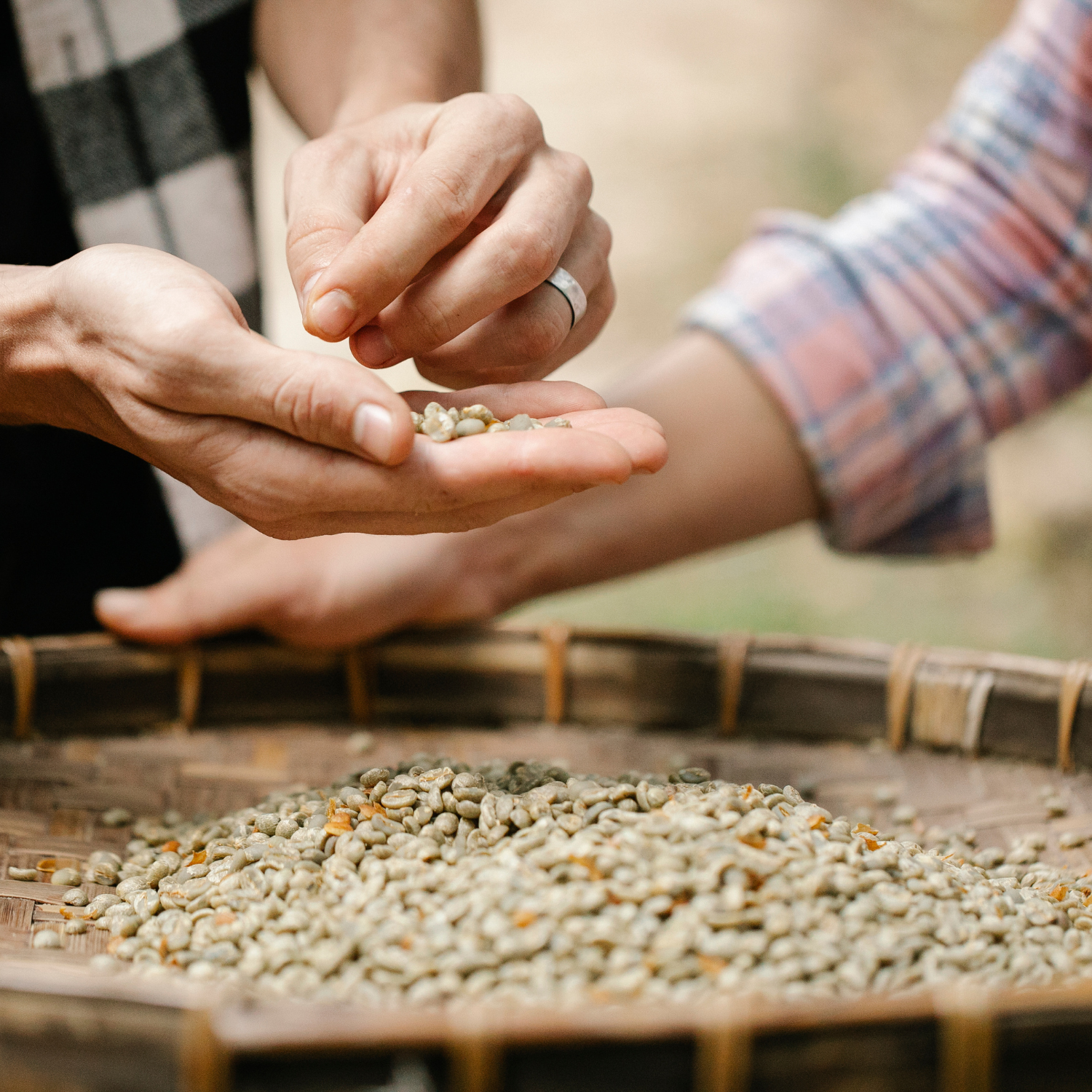 TREASURE OF INDONESIA: Sumatra Gayo Anaerobic Natural