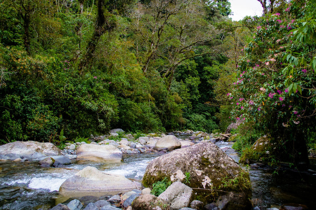 PARABOLIC GEISHA: Carbonic Macerated Natural