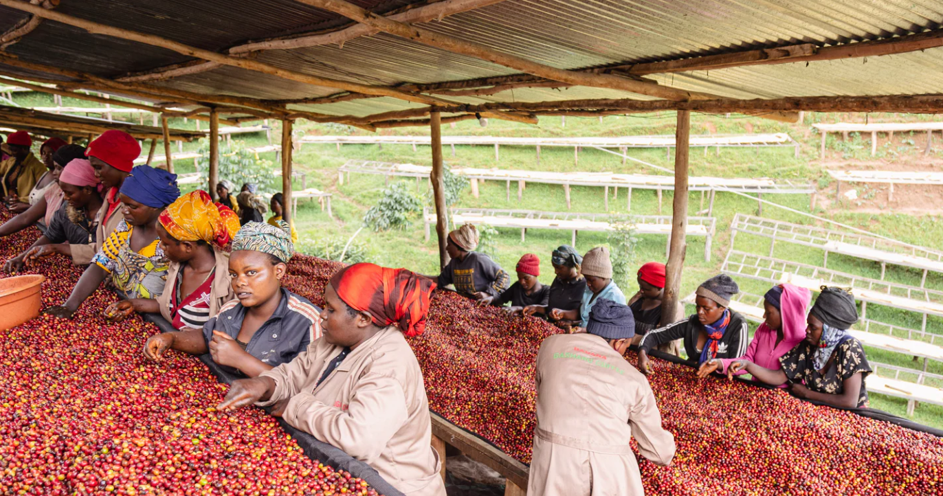 STARR BERRY: Rwanda Anaerobic Natural