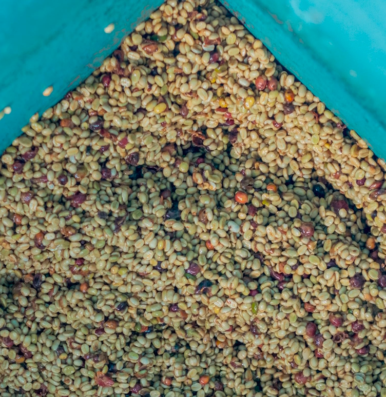 STARR BERRY: Rwanda Anaerobic Natural