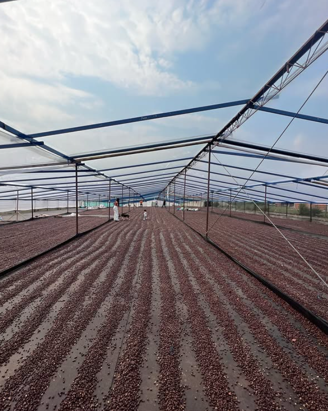 GUANABANA: Colombia Co-Ferment Washed