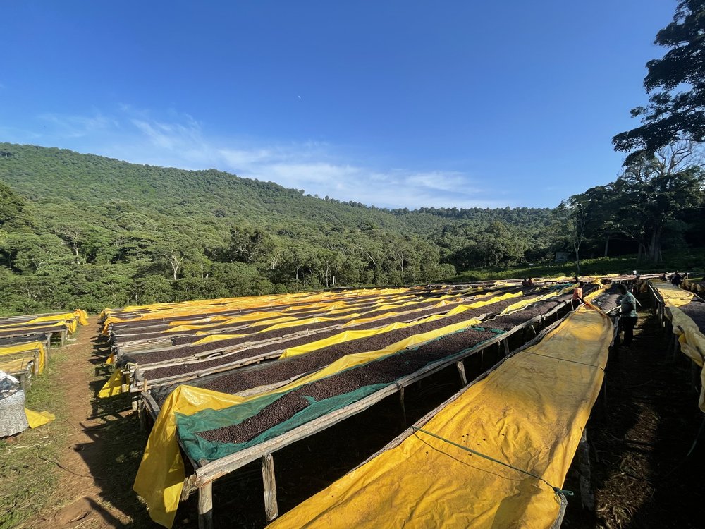 GORI GESHA ESPRESSO: Ethiopia Natural Gesha