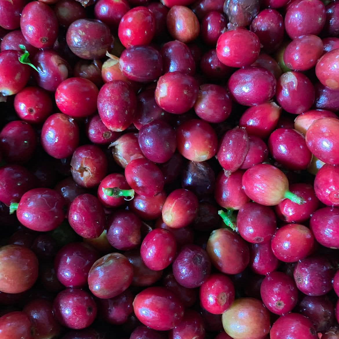 LYCHEE ROSE: Colombia Infused Lychee