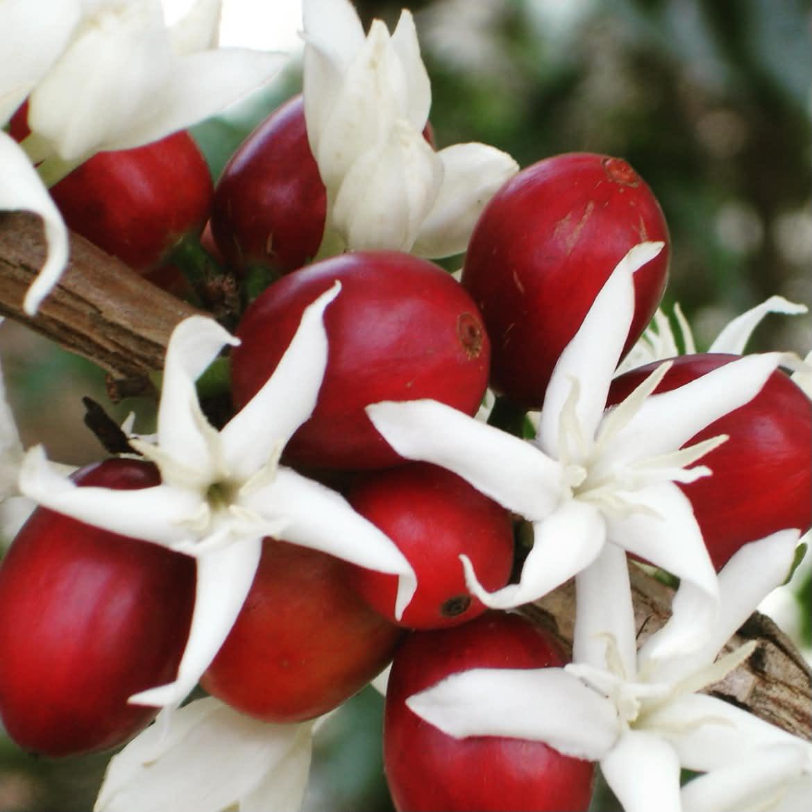 LYCHEE ROSE: Colombia Infused Lychee