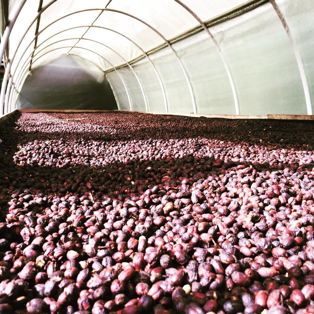 SMOOTHIE ESPRESSO: Colombia Anaerobic Honey