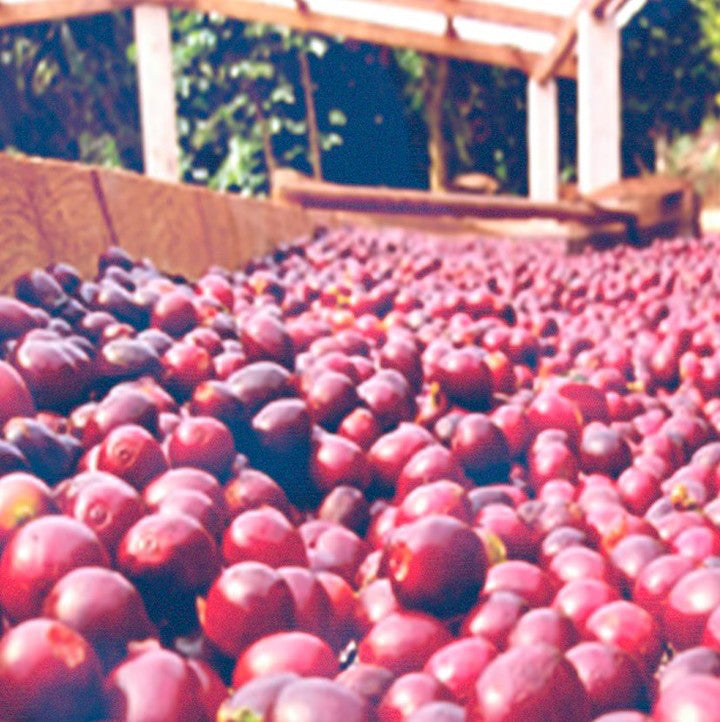 DECAF COCOA BOMB: Brazil Minas Gerais