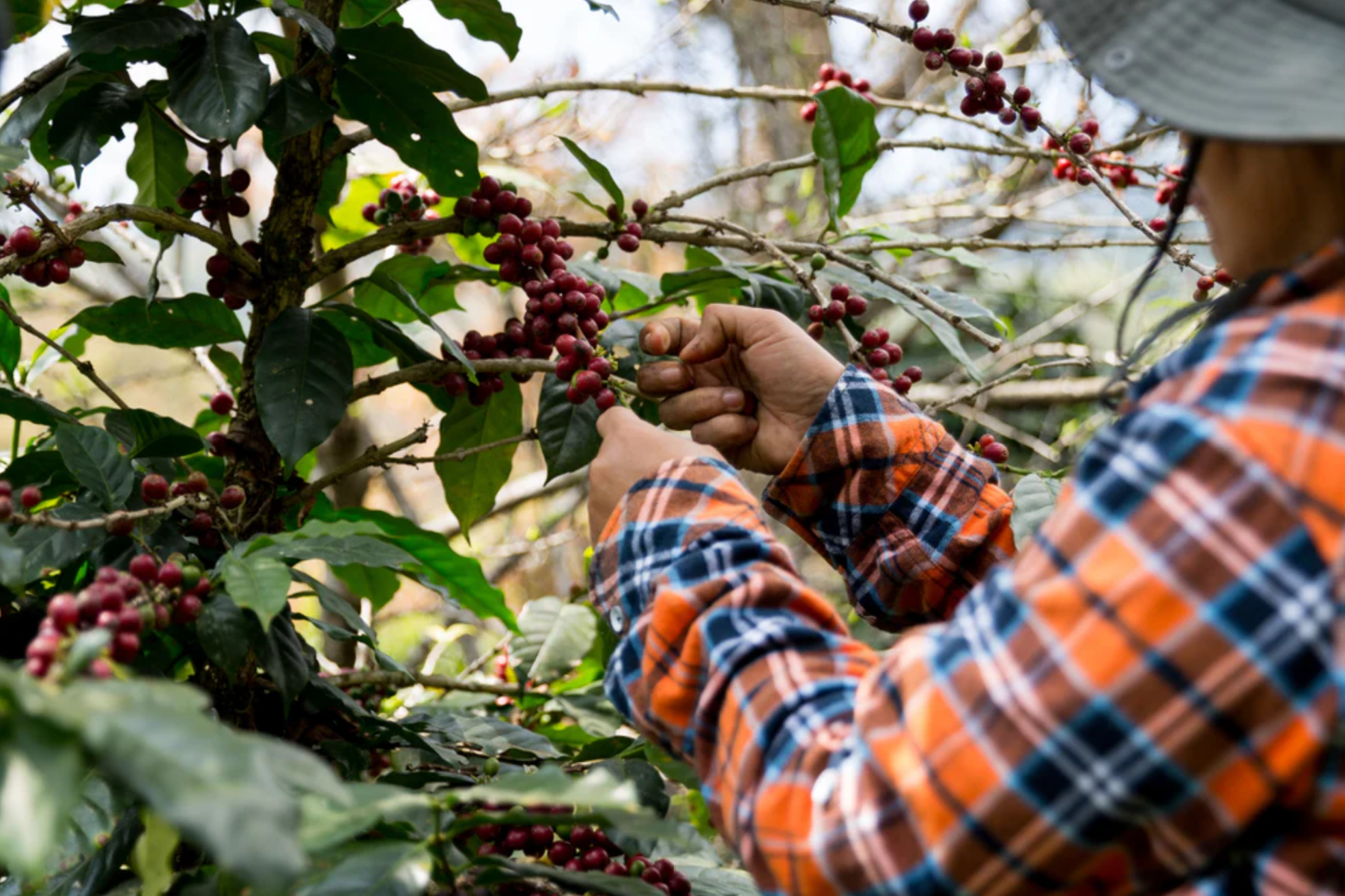 SUMATRA: Indonesia Washed