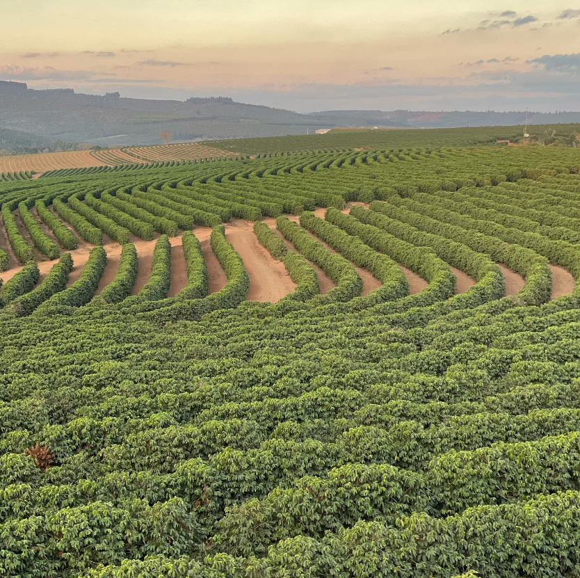 ELIXIR ESPRESSO: Colombia Honey Culturing