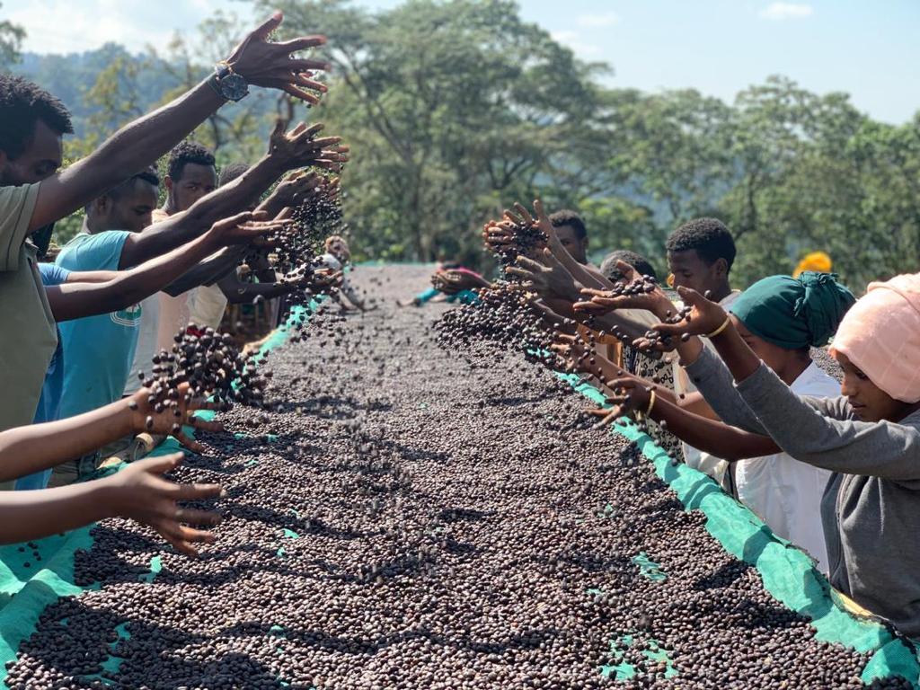 MERLOT: Ethiopia Anaerobic Natural