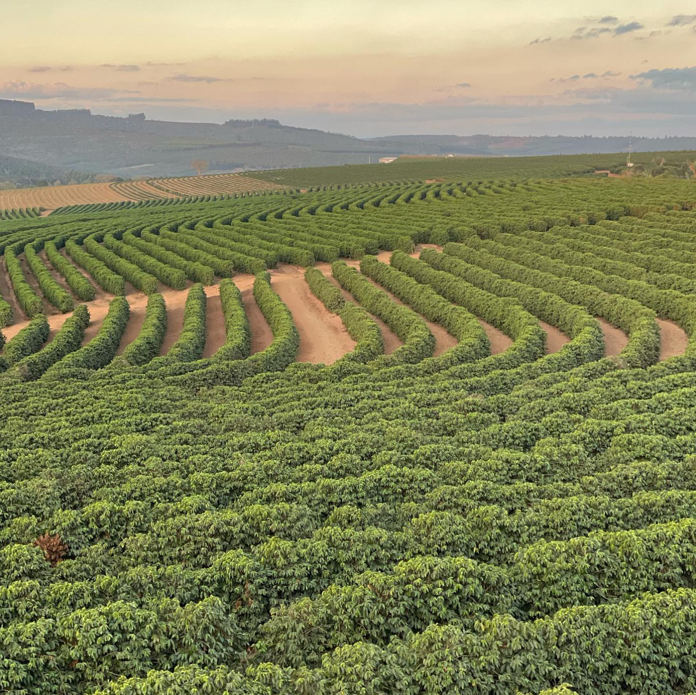 MUNCHIE ESPRESSO: Colombia Anaerobic Honey