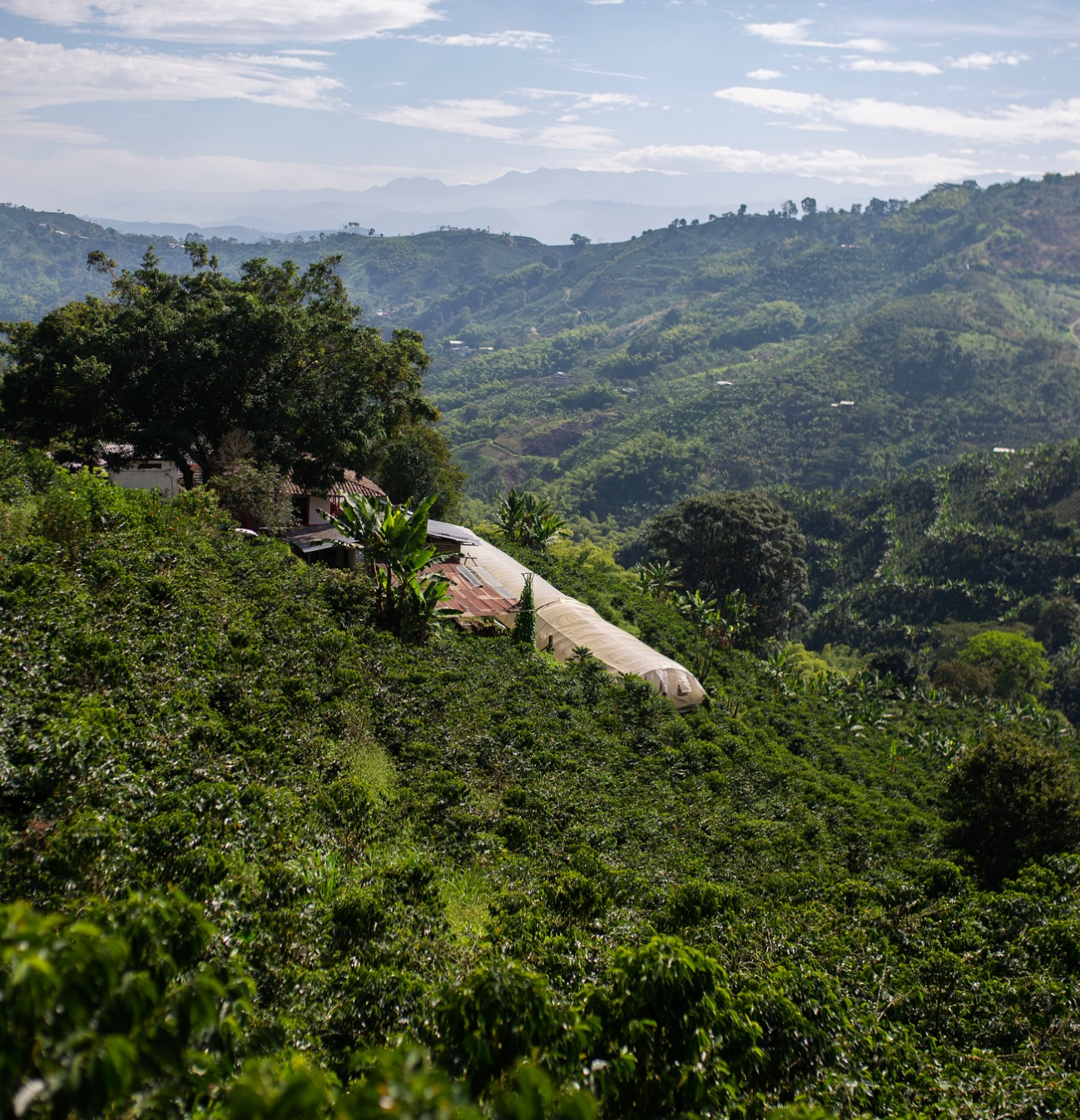 MUNCHIE ESPRESSO: Colombia Anaerobic Honey