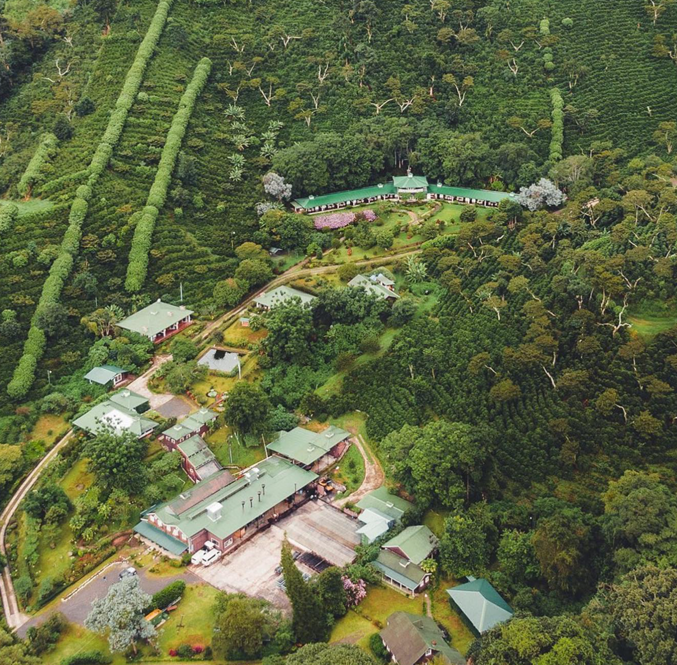 LERIDA GEISHA LOT #5: Panama Washed