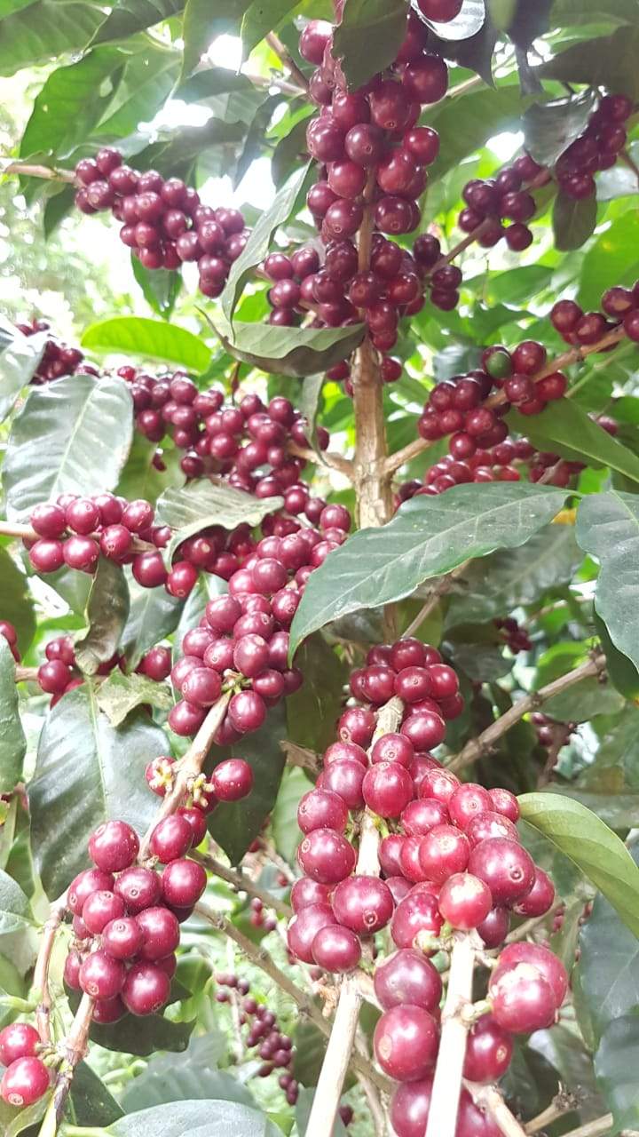 Abu M-9 Geisha: Panama Anaerobic Natural