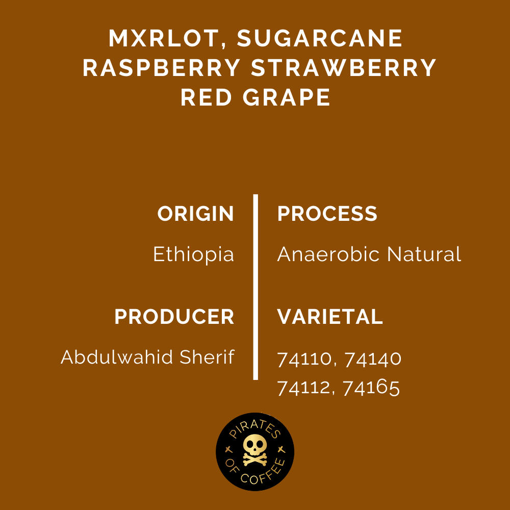 MERLOT: Ethiopia Anaerobic Natural