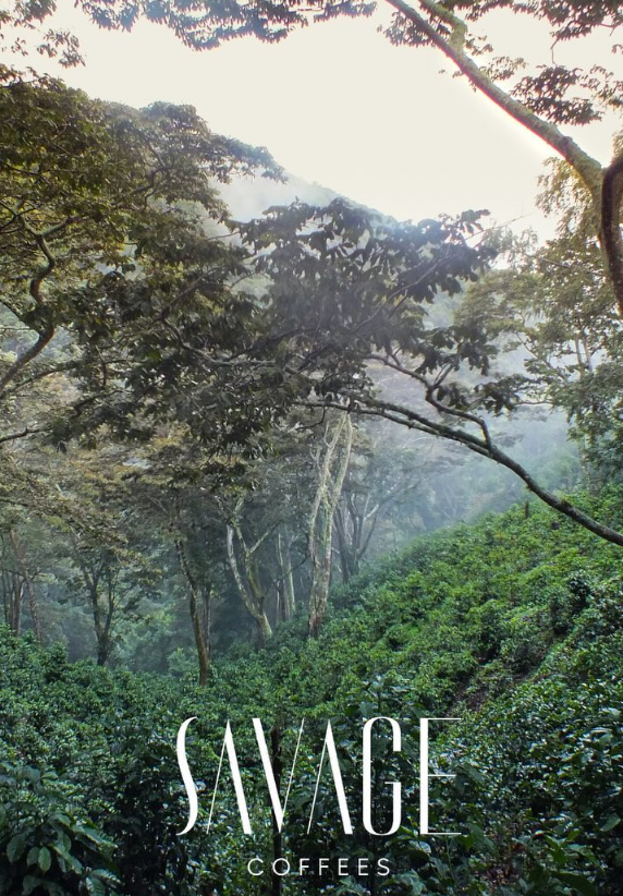 ANTHEM GEISHA: Panama Savage Natural
