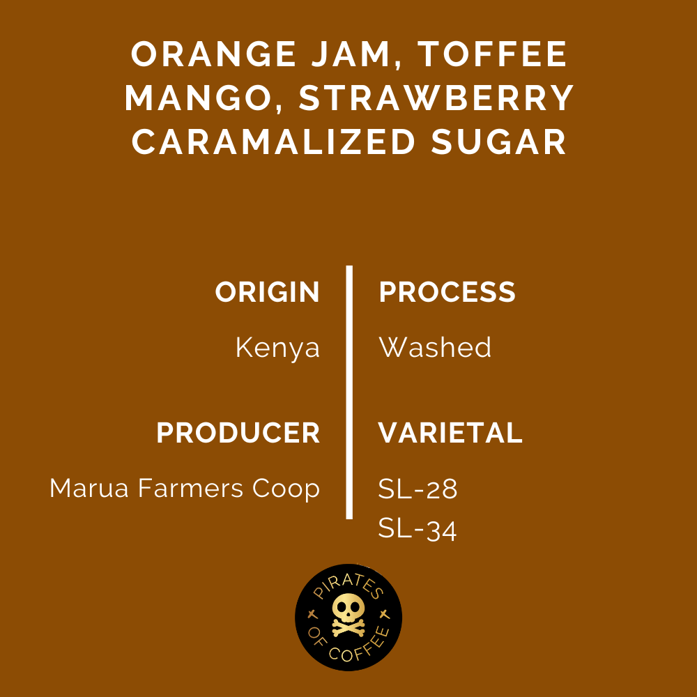 ORANGE MAMBA: Kenya AA Washed