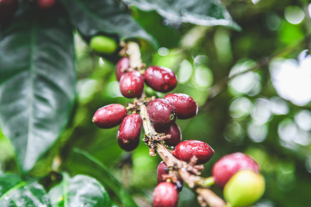 PACAMARA: Nicaragua Natural