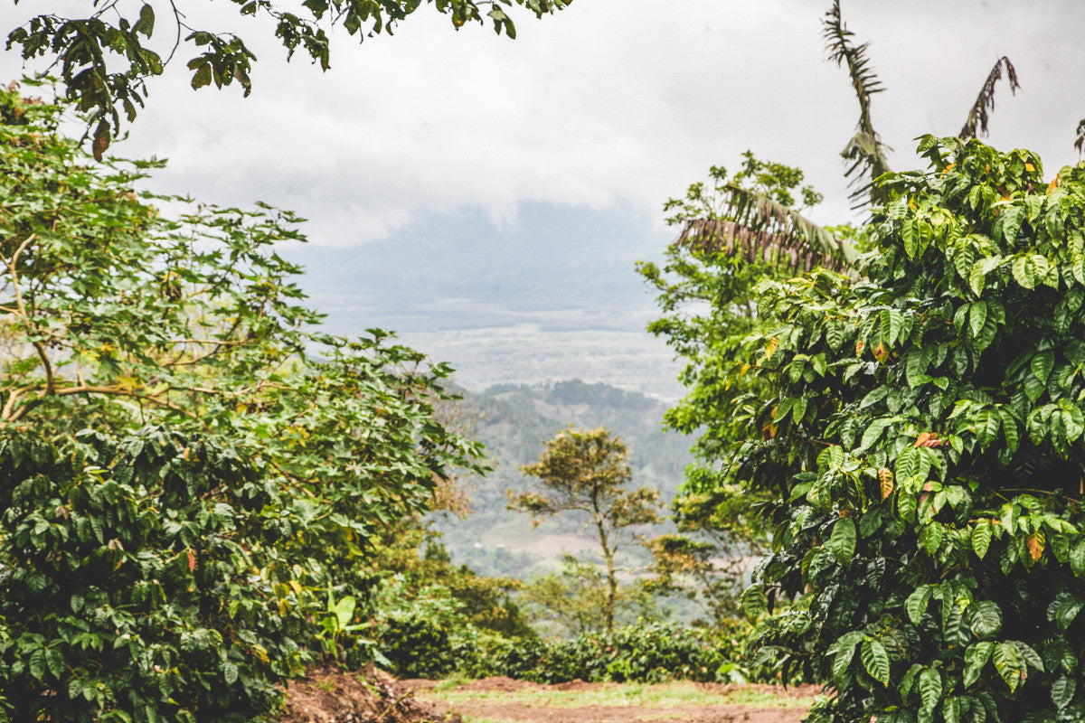 PACAMARA: Nicaragua Natural